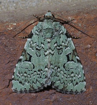 <i>Leuconycta</i> Genus of moths