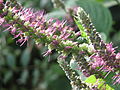 Comanthosphace formosana (Tribù Pogostemoneae)