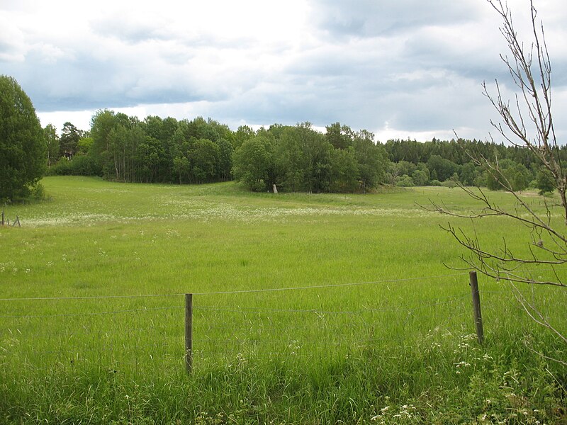 File:Lingsberg meadow.JPG