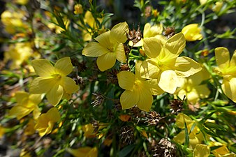 Linum campanulatum (Lin à fleurs jaunes)