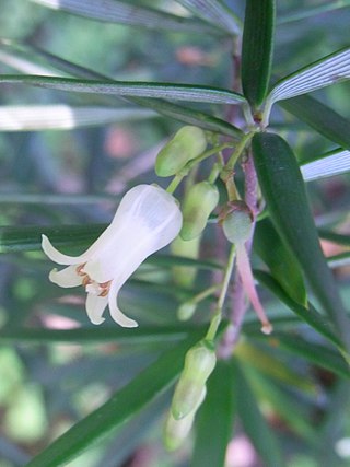 <i>Lissanthe sapida</i> Species of shrub