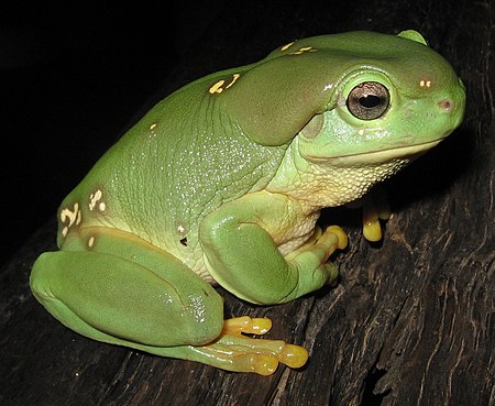 Litoria splendida.jpg