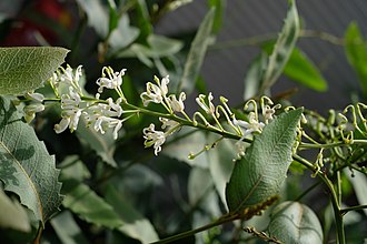 Lomatia ilicifolia in Ku-ring-gai Wildflower Garden Lomatia ilicifolia leaves and flowers.jpg