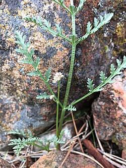 Lomatium tracyi.jpg