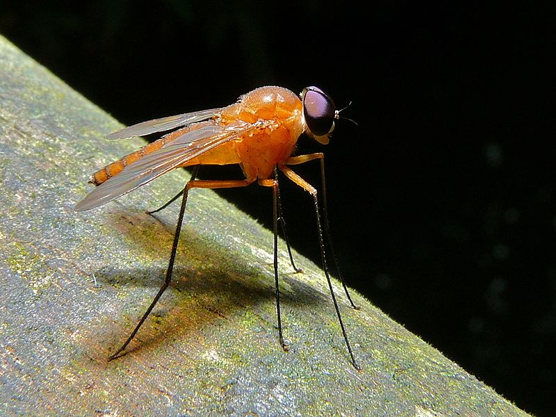 File:Long-legged Fly (Dolichopodidae) (8411837432).jpg