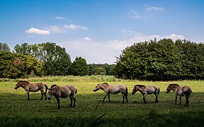 Natuurpark Lelystad