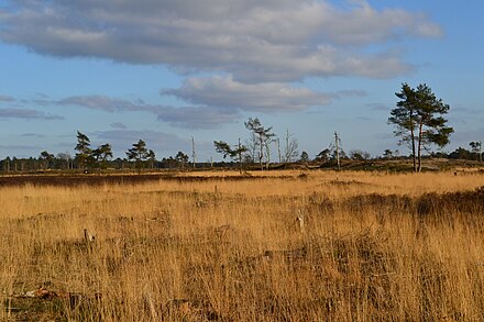 Loonse en Drunense Duinen