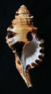 <i>Lotoria grandimaculata</i> Species of gastropod