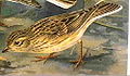 Lesser Short-toed Lark