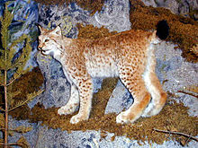 Lynx lynx tb2003.jpg