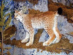 Gaupe Lynx lynx