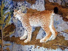 Lūšis (Lynx lynx)