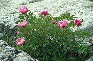 Paeonia broteri