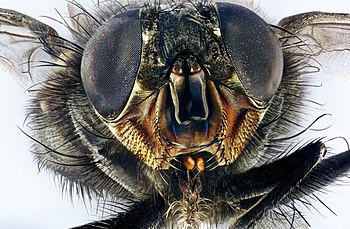 Macro portrait of a housefly Musca domestica.jpg