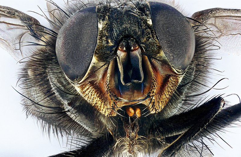 File:Macro portrait of a housefly Musca domestica.jpg