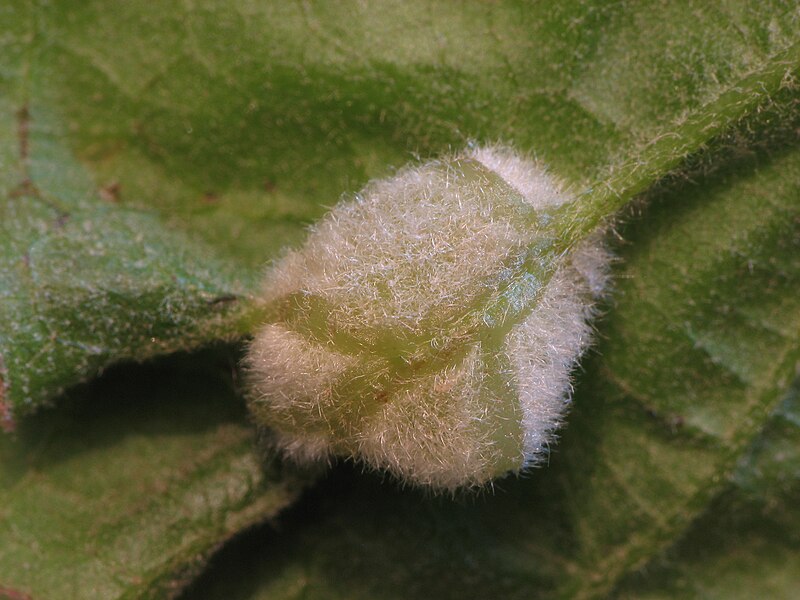 File:Macrodiplosis niveipila chestnut oak gall.jpg