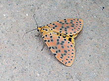 Мадагаскар Schmetterling01052011.JPG