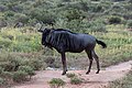 * Nomination Wildebeest in Makalali Game Reserve (Greater Makalali Private Game Reserve), Maruleng, Limpopo, South Africa --XRay 03:27, 13 April 2024 (UTC) * Promotion  Support Good quality. --Johann Jaritz 03:52, 13 April 2024 (UTC)