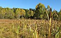 Čeština: Přírodní rezervace Malá Strana nedaleko města Lučany nad Nisou (část Horní Maxov) v Jizerských horách, okres Jablonec nad Nisou, ČR English: Nature reserve Malá Strana near Lučany nad Nisou (Horní Maxov) in Jizera Mountains, Jablonec nad Nisou District in Czech Republic