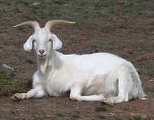 Male goat.jpg