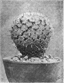 Mammillaria stella-de-tacubaya (Heese, 1904, рис. 33).jpg 