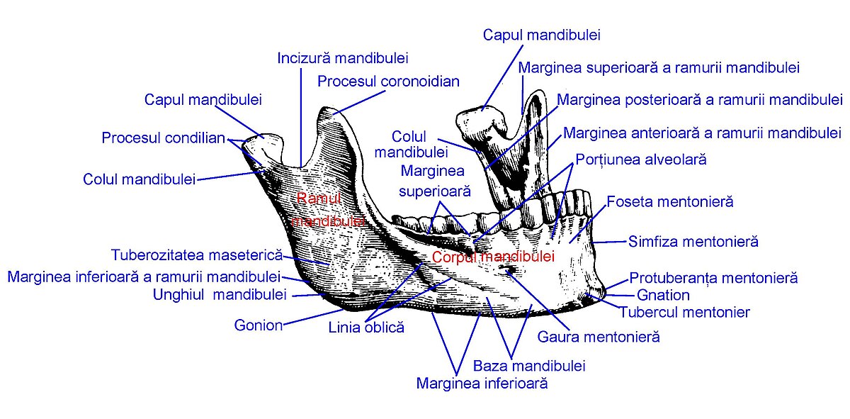 mandibula Diagram