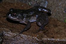 Mantidactylus pauliani01.jpg