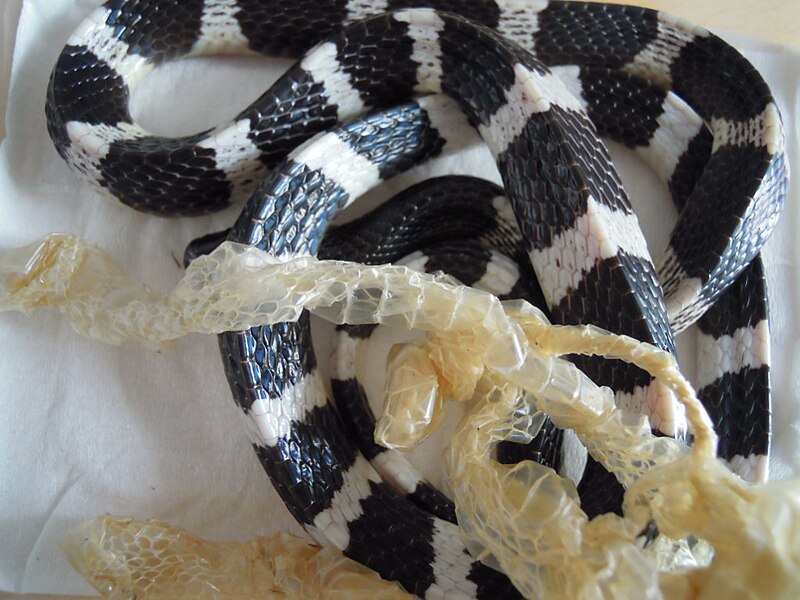 File:Many-banded krait (2).JPG