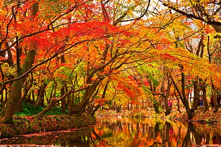 Autumn is beautiful. Осенний парк. Осень деревья. Кленовое дерево осенью. Времена года осень.