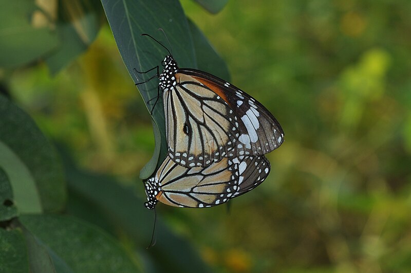 File:Mating pair of Danaus genutia (Cramer, (1779)) – Striped Tiger WLB DSC 010 9.jpg