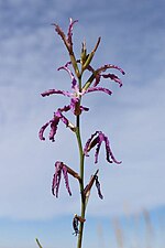 Vignette pour Matthiola maroccana