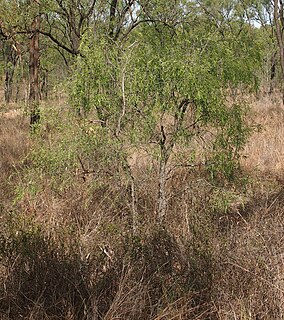 Maytenus cunninghamii species of plant