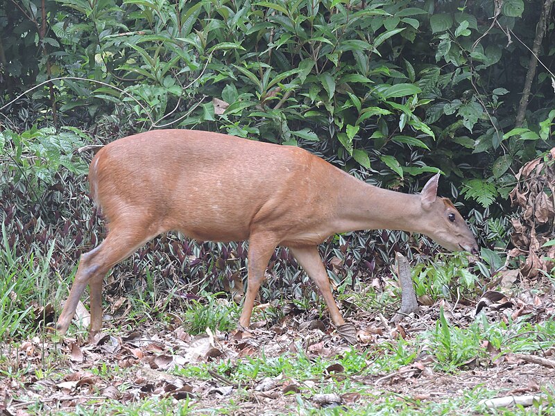 File:Mazama americana (Chalalán).jpg