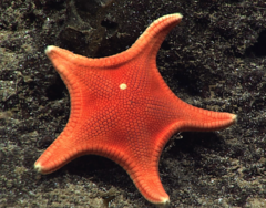 File:Mediaster ornatus (cropped).png (Category:Asteroidea of Hawaii)