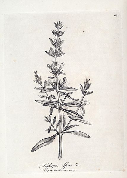 File:Medical botany (Plate 65) BHL673149.jpg