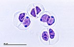 Miniatuur voor Genetische technologie