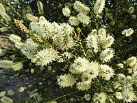 Melaleuca viminea