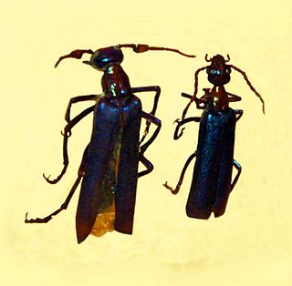 <i>Lydomorphus</i> Genus of beetles