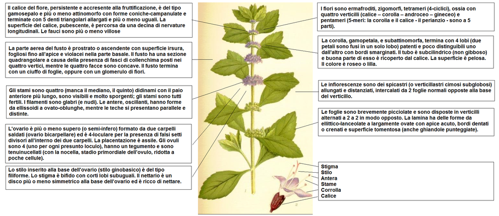 Descrizione delle parti della pianta