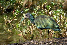 Groene ibis