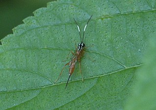 <i>Mesostenus</i> Genus of wasps