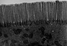 전자현미경으로 관찰했을 때, 소장 상피의 미세융모가 매우 밀집되어 있음을 확인할 수 있다. 이 구조는 광학현미경으로 관찰할 때 줄무늬가장자리로 나타난다.