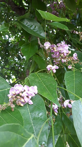 File:Millettia pinnata or Karanja Flower in India 02.jpg