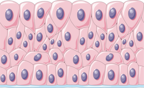 Mixed epithelium 1 -- Smart-Servier.png