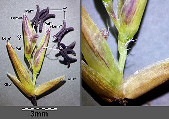 колосочок M. arundinacea