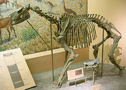 Moropus elatus csontváz a washingtoni természettudományi múzeumban