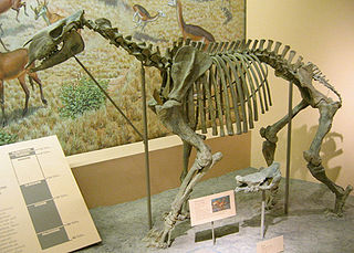 <span class="mw-page-title-main">Chalicothere</span> Family of extinct mammals