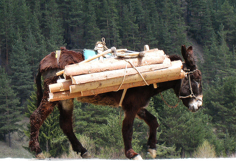 File:MountainDonkey.jpg