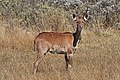 * Nomination Mountain nyala (Tragelaphus buxtoni) juvenile, Ethiopia --Charlesjsharp 16:27, 29 January 2018 (UTC) * Promotion OK for me. --Basotxerri 19:55, 29 January 2018 (UTC)