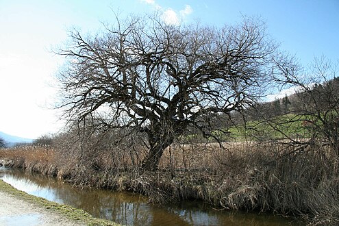 Die Ramsach im Murnauer Moos in Nähe der Ramsachleiten